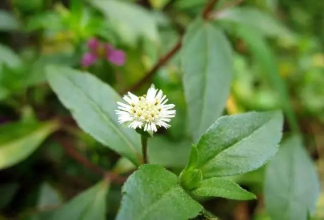 根状茎横走.茎平卧或缠绕,有棱.蒴果球形或圆锥状;种子椭圆形.