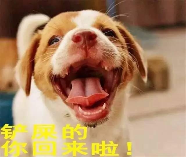 你以为狗狗是这样等你回家的,事实上却是
