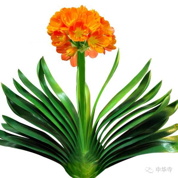 属羊女人旺运头像,2021属羊转运微信头像 羊 旺财植物:君子兰 生肖属羊的人对于金钱不爱在意,赚钱欲望也不大