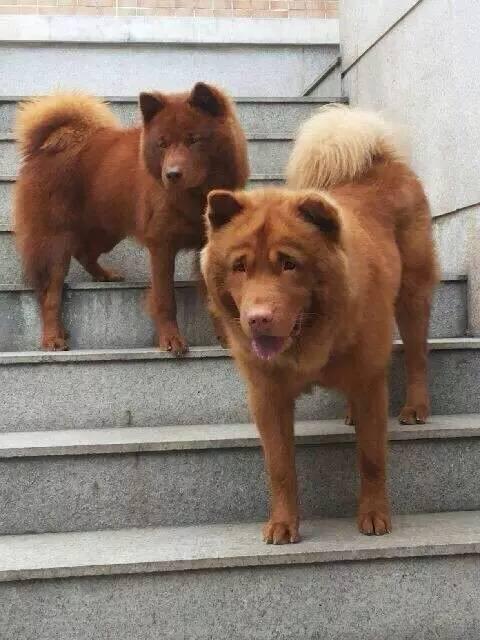 ıȮ