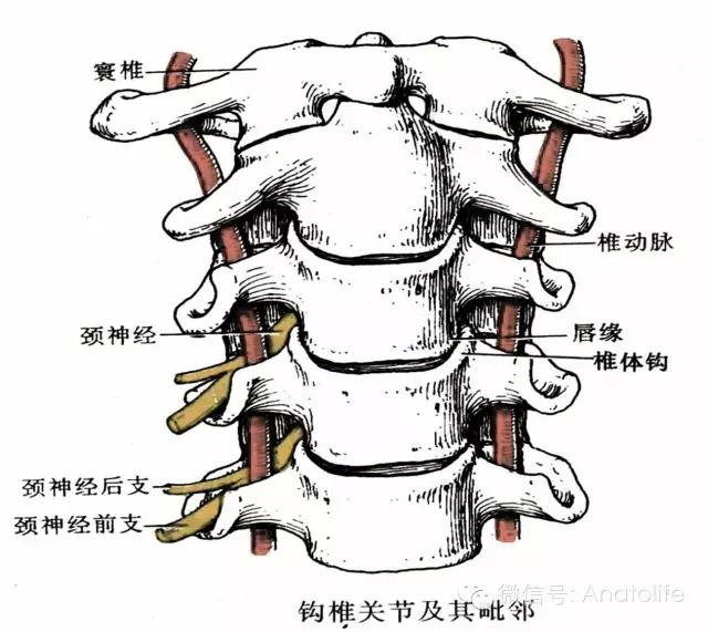 脖子右侧有两颗痣的含义 (脖子右侧有两个结节)