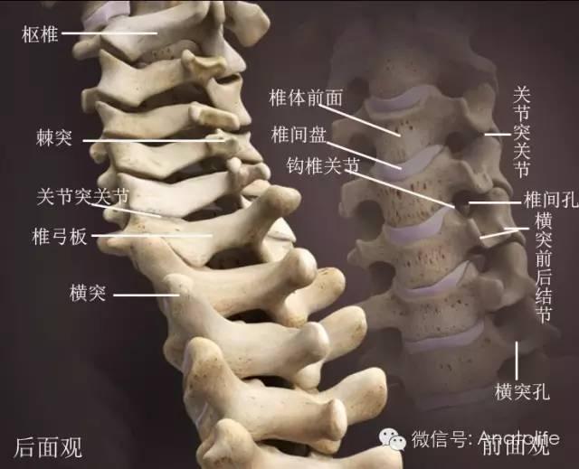 颈椎椎间孔和神经根的关系,显示颈丛,臂丛从椎间孔通过