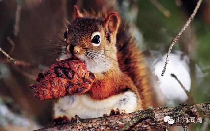 储备食物过冬 冬天时,小松鼠洞里有许多秋天搬回来的好多好多的食物
