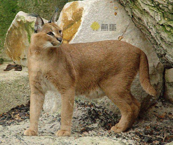 野生狞猫