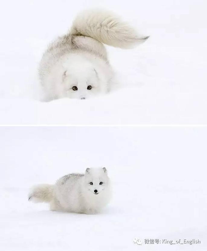 雪地里蜷缩的白色小狐狸应该是继闪电后最呆萌的动物