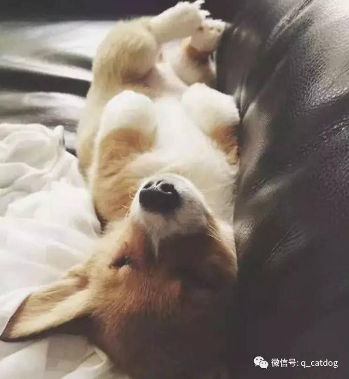 看着小柯基睡觉的的样子,真的有一种遇见小天使的感觉!
