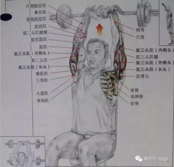 打造麒麟臂之坐姿杠铃颈后臂屈伸,给肱三头肌不一样的