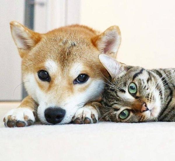 时时刻刻都是暖洋洋的小柴犬,总是缠着猫咪,就算是再高冷的猫咪也