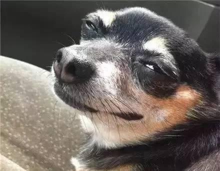 狗狗表情合集,笑死个人