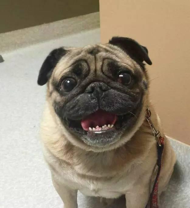 愁眉苦脸不是巴哥的全部,看那巴哥犬笑起来也是莫名的