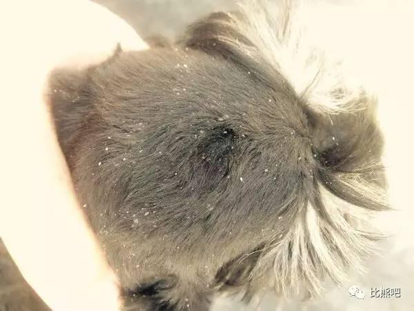 狗狗皮屑多的原因与清除方法   