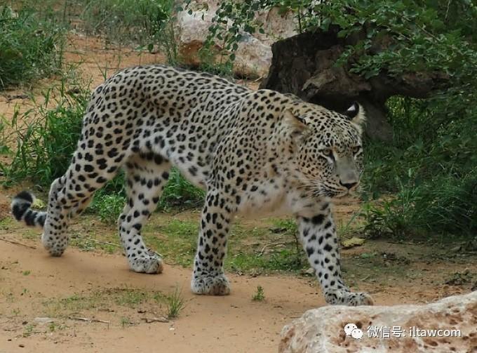 波斯豹,也被称作高加索豹,是众多豹亚种中体形最大的一个亚种.