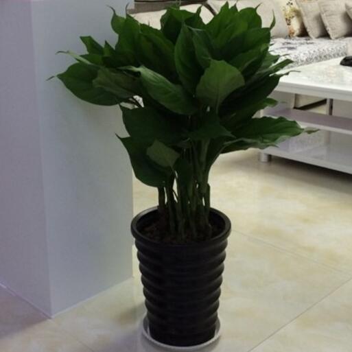 绿植盆栽银皇后万年青 万年青的绿植盆栽,放在办公室和家里都是特别的