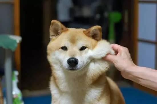 柴犬才是汪星界表情包鼻祖,就是二哈也得服