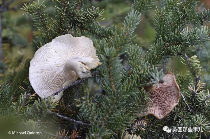 小松鼠居然会自己晒蘑菇干吃,胖胖企鹅也有大长腿,好吧这波动物你们赢