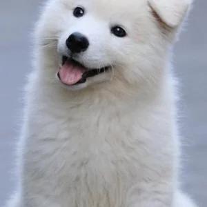 盘点狗界的微笑担当,它排第一