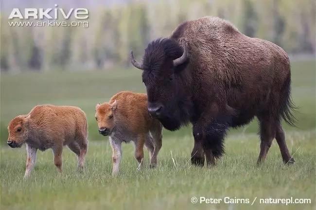bison,英文名bison,简单粗暴),也叫犎[fēng]牛