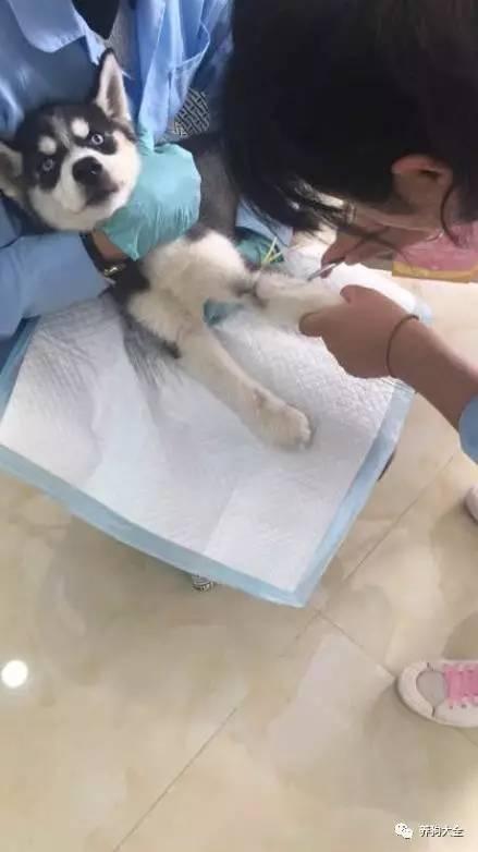 小二哈去抽血直接被吓傻,这个表情简直就是绝望到昏厥